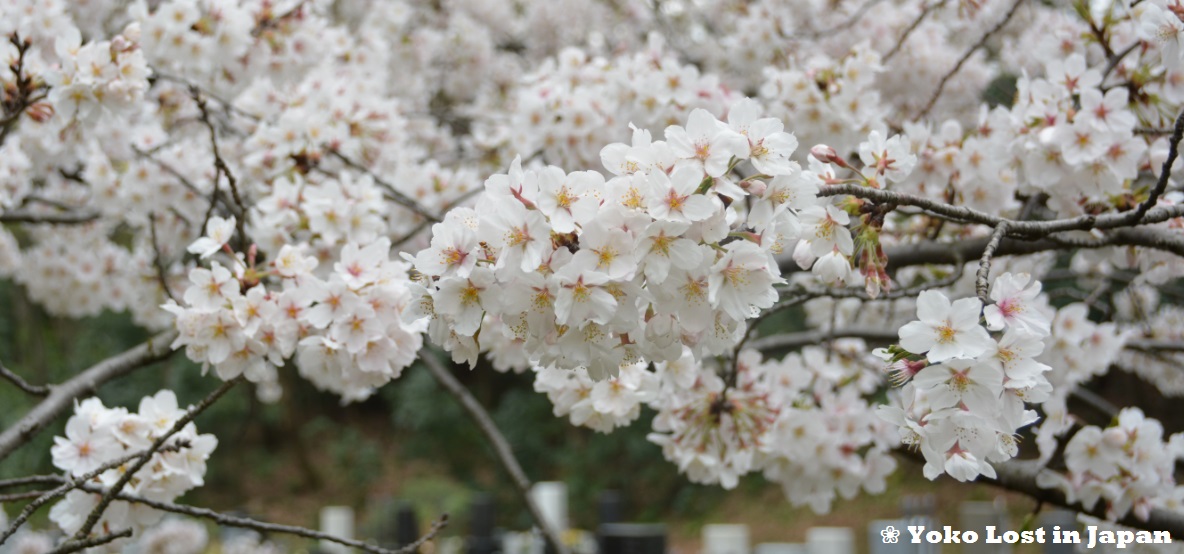 [Hanami] Feiern unter Kirschbäumen