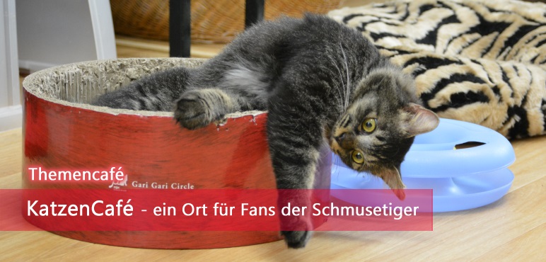 [Info] KatzenCafé – ein Ort für Fans der Schmusetiger