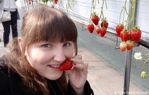 Yamanashi Erdbeeren