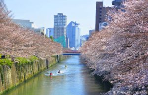 Kirschblüte Meguro