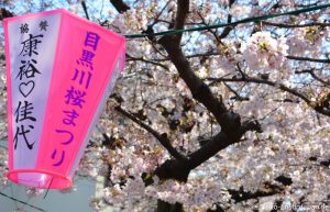Kirschblüte Meguro