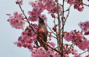 Kirschblüte Koganei Park