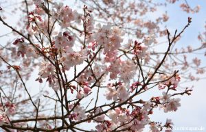 Kirschblüte Mitsuike Koen