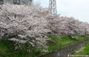Kirschblüte Sagamihara