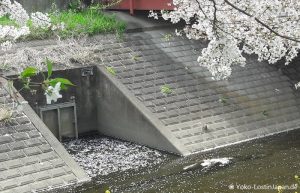 Kirschblüte Sagamihara