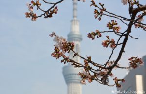 Kirschblüten Sumida
