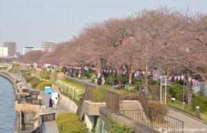 Kirschblüten Sumida