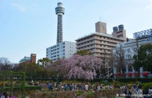 Kirschblüte Yokohama