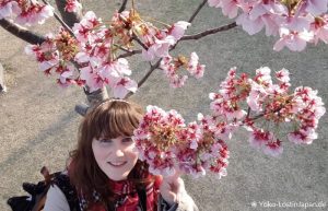 Kirschblüte Yokohama