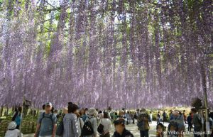 Bustour Ashikaga Flower Park