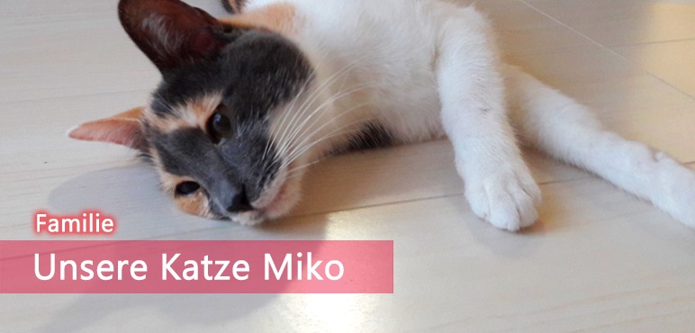 [Familienzuwachs] Unsere Katze Miko
