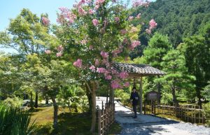 Shizuoka Grüner Tee Tour