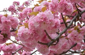 Kirschblüte Kofu