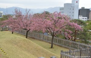 Kirschblüte Kofu