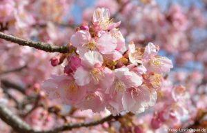 Kirschblüte Matsuda