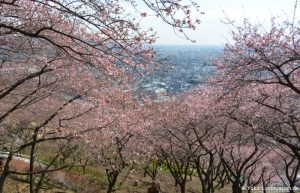 Kirschblüte Matsuda