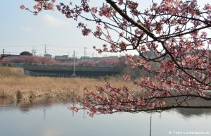 Kirschblüte Miura Kaigan