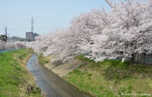 Kirschblüte Sakai Fluss