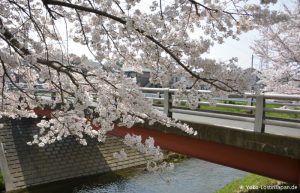 Kirschblüte Sakai Fluss