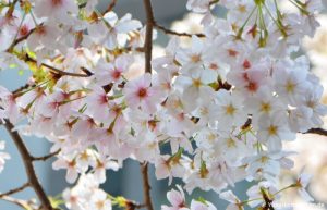 Kirschblüte Tokyo