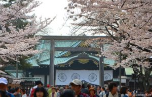 Kirschblüte Yasukuni Schrein