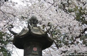 Kirschblüte Yasukuni Schrein