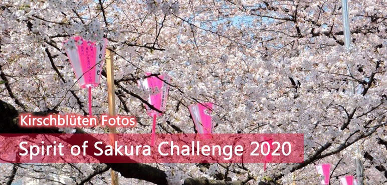 Kirschblüten Fotos: Spirit of Sakura Challenge 2020